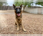 Small #2 German Shepherd Dog