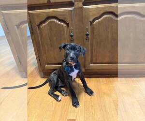 Marcie - Female Mutt Dog for Adoption - Photo #3