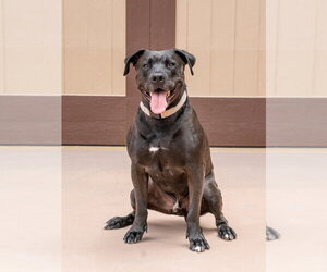 Radar - Adopt  Me! - Male American Staffordshire Terrier-Unknown Mix Dog for Adoption - Photo #11