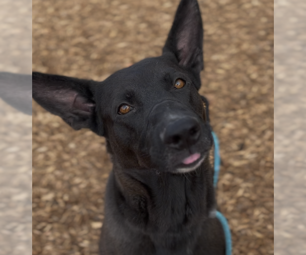 Medium Photo #4 Mutt Puppy For Sale in Decatur, GA, USA