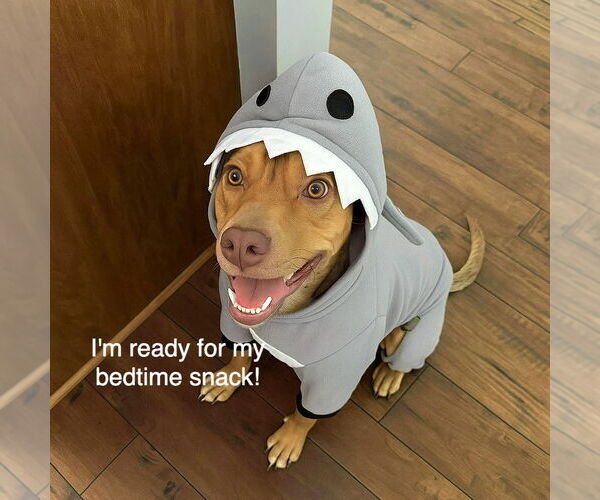 Medium Photo #7 Beagle-Unknown Mix Puppy For Sale in GILBERTS, IL, USA