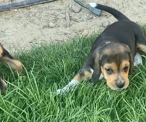 Beagle Puppy for sale in HERMISTON, OR, USA