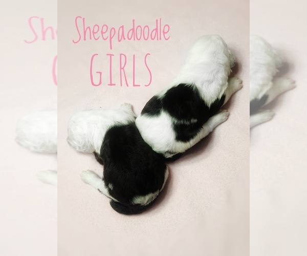 Medium Photo #5 Sheepadoodle Puppy For Sale in GOLDEN CITY, MO, USA