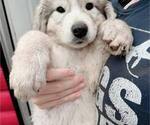 Puppy Badger girl Great Pyrenees