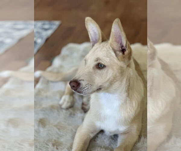 Medium Photo #15 Huskies -Labrador Retriever Mix Puppy For Sale in San Diego, CA, USA