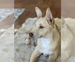 Small #14 Huskies -Labrador Retriever Mix