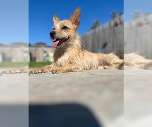 Chihuahua-Unknown Mix Dogs for adoption in Visalia, CA, USA