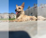 Small Chihuahua Mix