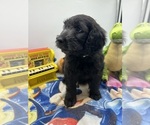 Small Photo #12 Goldendoodle Puppy For Sale in NORTH SMITHFIELD, RI, USA