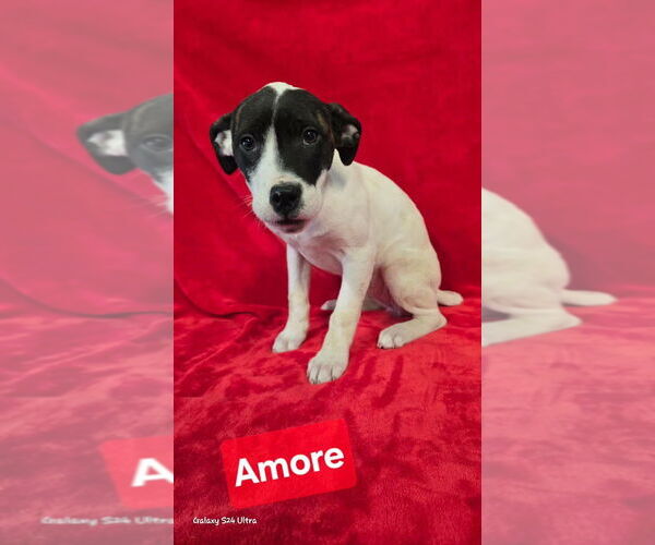 Medium Photo #1 Mutt Puppy For Sale in Foristell, MO, USA