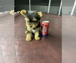 Small Photo #8 Yorkshire Terrier Puppy For Sale in TAMPA, FL, USA