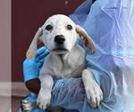 Small Labrador Retriever Mix