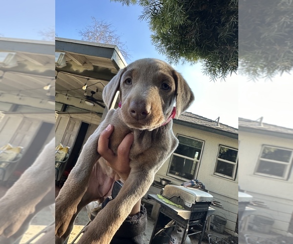 Medium Photo #4 Doberman Pinscher Puppy For Sale in LEMOORE, CA, USA