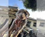 Small Photo #4 Doberman Pinscher Puppy For Sale in LEMOORE, CA, USA