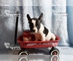 Small Photo #12 French Bulldog Puppy For Sale in SANGER, TX, USA