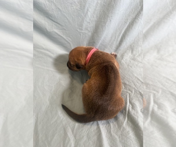 Medium Photo #9 Rhodesian Ridgeback Puppy For Sale in KELLER, TX, USA