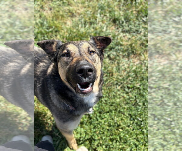 Medium Photo #2 German Shepherd Dog-Unknown Mix Puppy For Sale in Jefferson, WI, USA