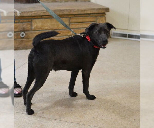 Medium Photo #2 Labrador Retriever-Unknown Mix Puppy For Sale in Enfield, CT, USA