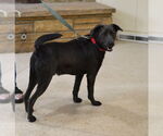 Small #1 Labrador Retriever Mix