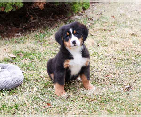 Medium Photo #4 Bernese Mountain Dog Puppy For Sale in SYRACUSE, IN, USA