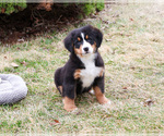 Small #3 Bernese Mountain Dog