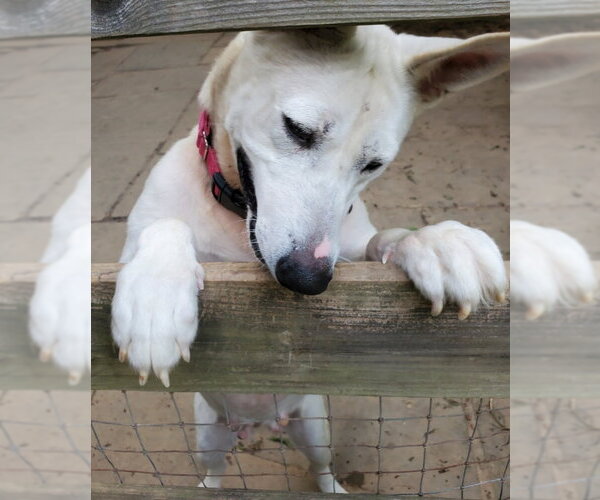 Medium Photo #10 Bull Terrier-Huskies  Mix Puppy For Sale in Winston Salem, NC, USA