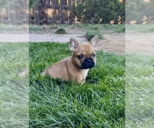 French Bulldog Puppy for sale in AURORA, CO, USA