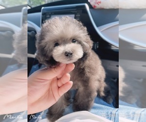 Poodle (Toy) Puppy for sale in CHINO HILLS, CA, USA