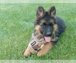 Puppy Eden German Shepherd Dog