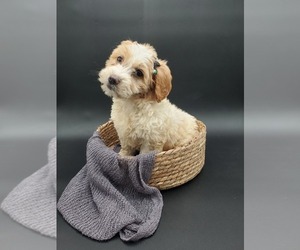 Goldendoodle-Poodle (Miniature) Mix Puppy for sale in GOSHEN, IN, USA
