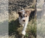 Puppy Wiggy Jr Schnauzer (Miniature)