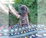 Small Photo #1 Presa Canario Puppy For Sale in ROANOKE, VA, USA