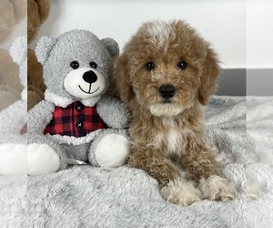 Poodle (Miniature) Puppy for sale in FRANKLIN, IN, USA