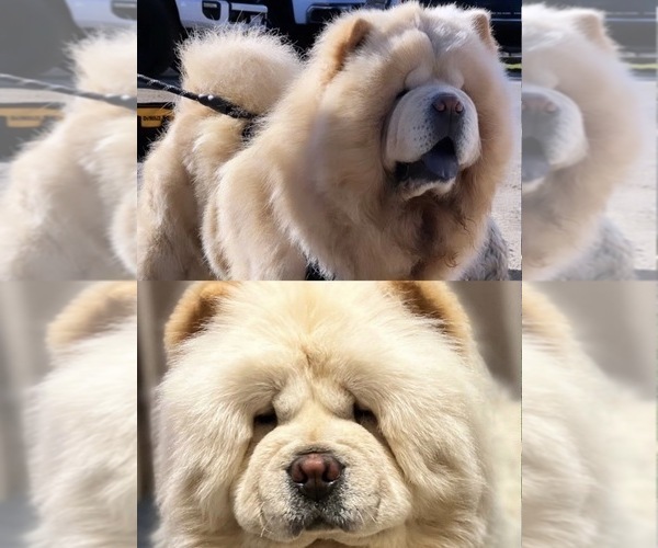 Medium Photo #4 Chow Chow Puppy For Sale in FONTANA, CA, USA