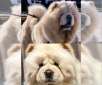 Small Photo #4 Chow Chow Puppy For Sale in FONTANA, CA, USA