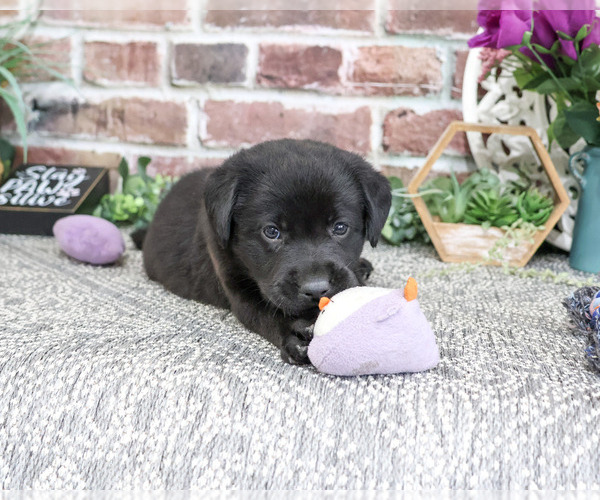Medium Photo #6 Labrador Retriever Puppy For Sale in SYRACUSE, IN, USA