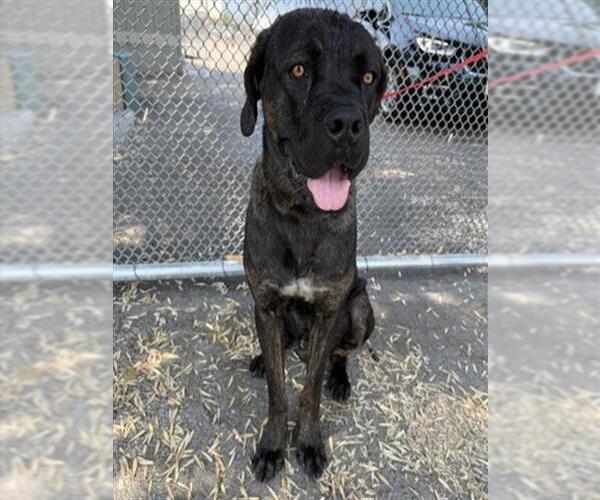 Medium Photo #1 Mutt Puppy For Sale in San Bernardino, CA, USA