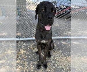 Mutt Dogs for adoption in San Bernardino, CA, USA