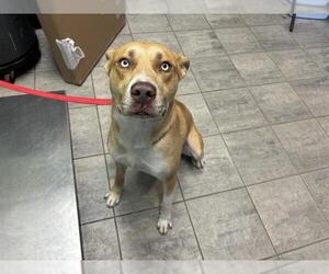 Siberian Husky-Unknown Mix Dogs for adoption in Grand Prairie, TX, USA