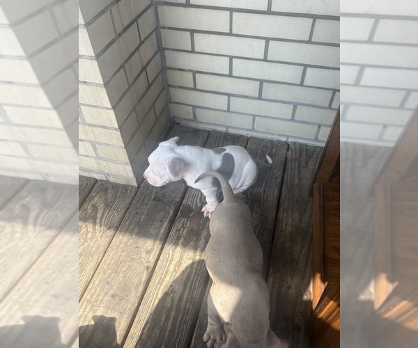 Medium Photo #17 American Bully Puppy For Sale in GLASSPORT, PA, USA