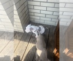 Small #16 American Bully
