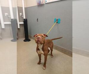 American Pit Bull Terrier-Unknown Mix Dogs for adoption in Las Vegas, NV, USA