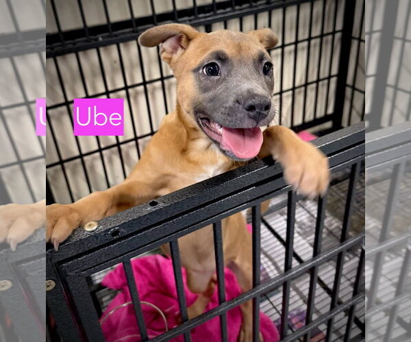 Medium Photo #2 American Staffordshire Terrier Puppy For Sale in Gilberts, IL, USA