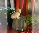 Puppy Cinco Poovanese
