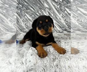 Rottweiler Puppy for sale in GREENWOOD, IN, USA