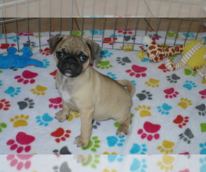Pug-Puggle Mix Puppy for sale in ORO VALLEY, AZ, USA