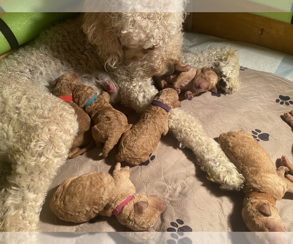 Medium Photo #24 Goldendoodle Puppy For Sale in COLORADO SPRINGS, CO, USA