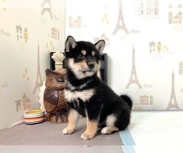 Medium Photo #4 Shiba Inu Puppy For Sale in SUNNYVALE, CA, USA