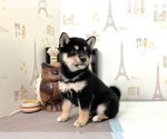 Small Photo #4 Shiba Inu Puppy For Sale in SUNNYVALE, CA, USA