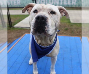 American Staffordshire Terrier Dogs for adoption in San Antonio, TX, USA